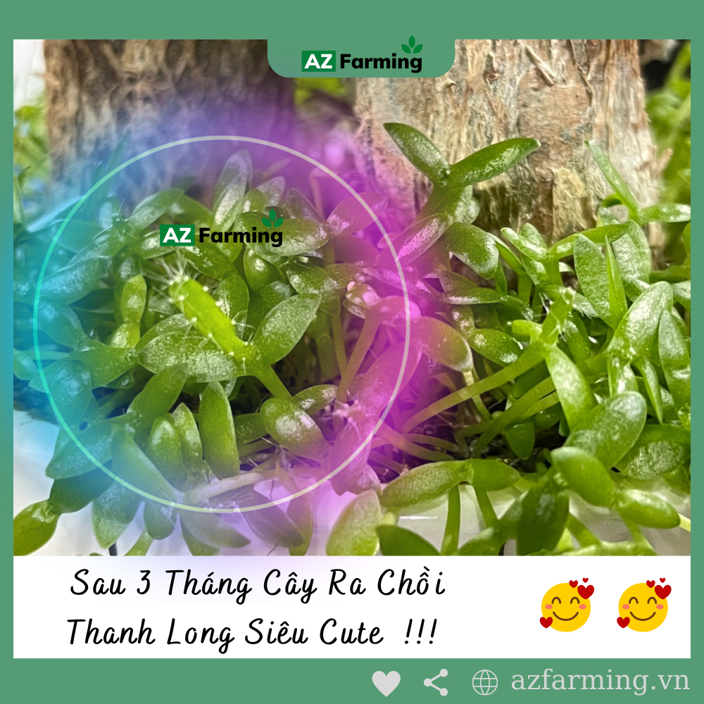 Hạt Giống Cỏ May Mắn - Gói 1000 Hạt - AZ Farming