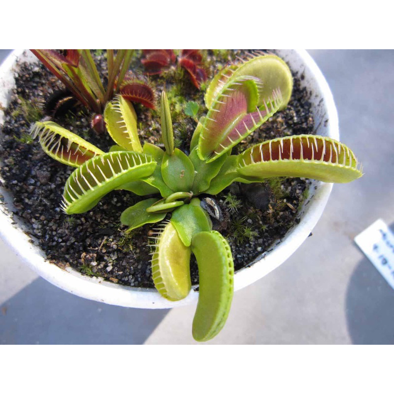 cây bẫy kẹp alien, venusflytrap alien