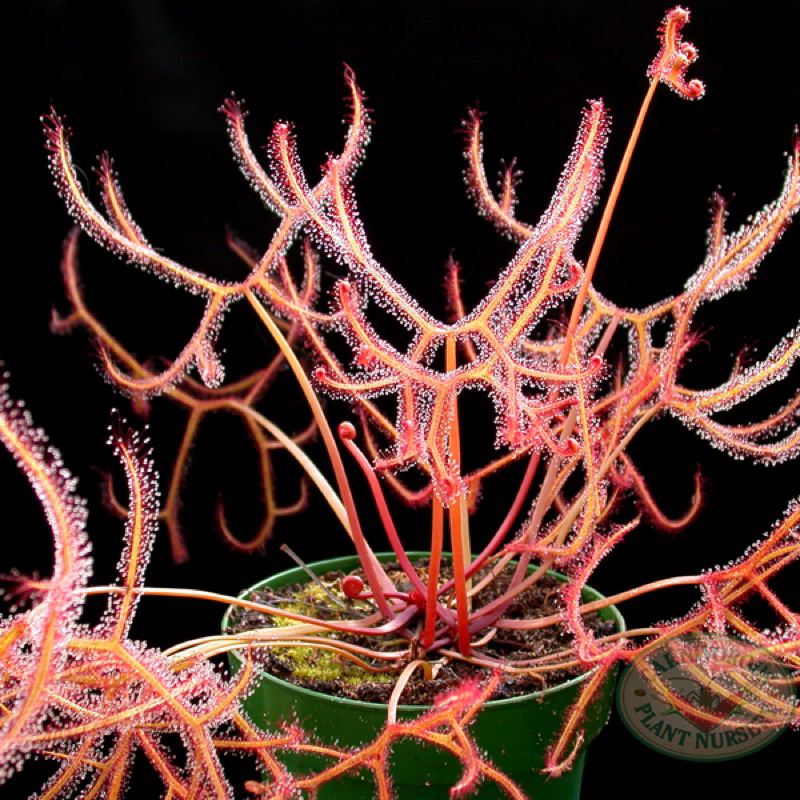 Cây gọng vó Binata var.multifida ,drosera binata var.multifida
