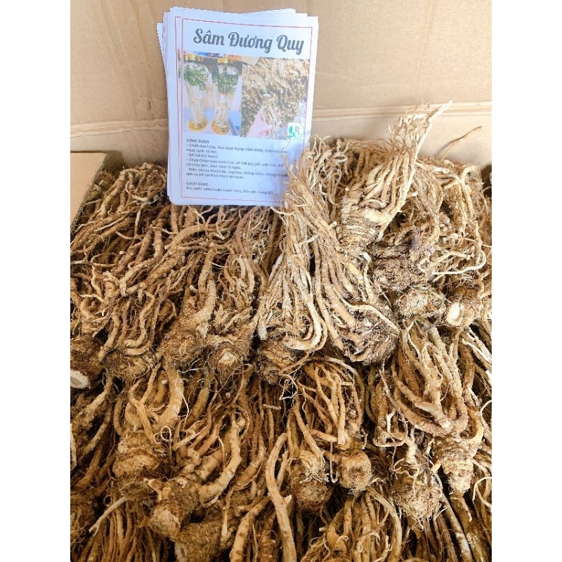 sâm đương quy khô 1kg