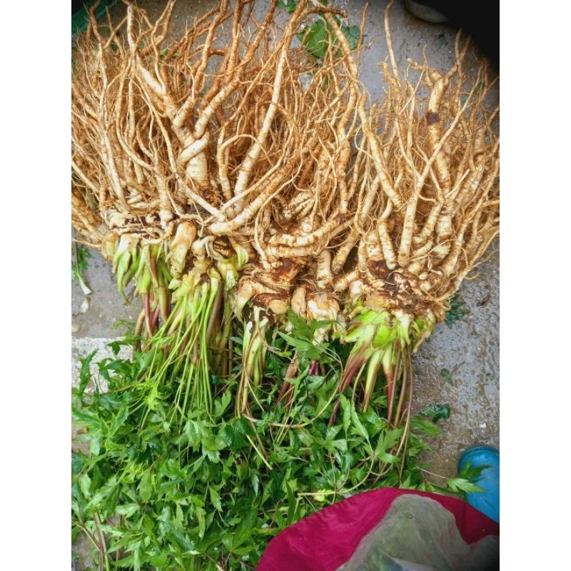 sâm đương quy