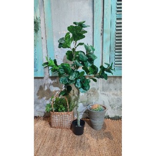 Cây bàng singapo giả cao cấp các kích cỡ (cây giả decor)