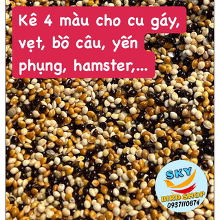 KÊ 4 MÀU - HẠT CỎ THÁI DÀNH CHO CU GÁY , BỒ CÂU , YẾN PHỤNG , VẸT , HAMSTER , CHIM CẢNH 1kg