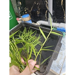 Cây tre thủy sinh lọc nước hồ cá tép cảnh thủy sinh