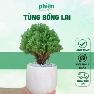 Cây Tùng Bồng Lai để bàn, Cây Tuyết Tùng kèm chậu gốm tráng men