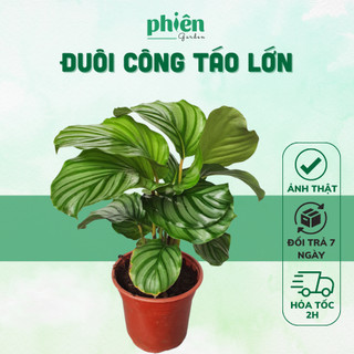 Cây Đuôi Công Táo Xanh size lớn, cây đuôi công lá táo Calathea Orbifolia