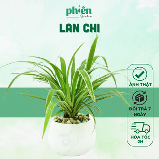 Cây Lan Chi - Cây Dây nhện để bàn kèm chậu gốm tráng men