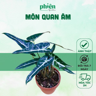 Cây Môn Quan Âm để bàn kèm chậu gốm tráng men, cây Alocasia Amazonica