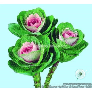 50h hạt giống cải xoăn kale cắt cành tg270 pink