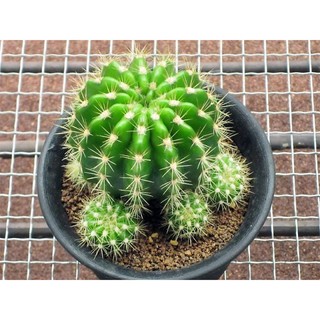 cây giống xương rồng bí xanh