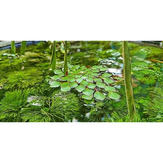 3 cây ấu thái siêu khỏe đẻ nhiều