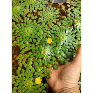 3 cây ấu thái siêu khỏe đẻ nhiều