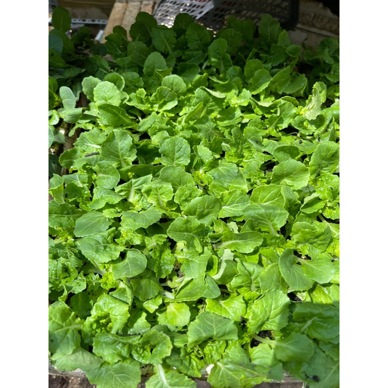 Combo 10rau giống bẹ dún