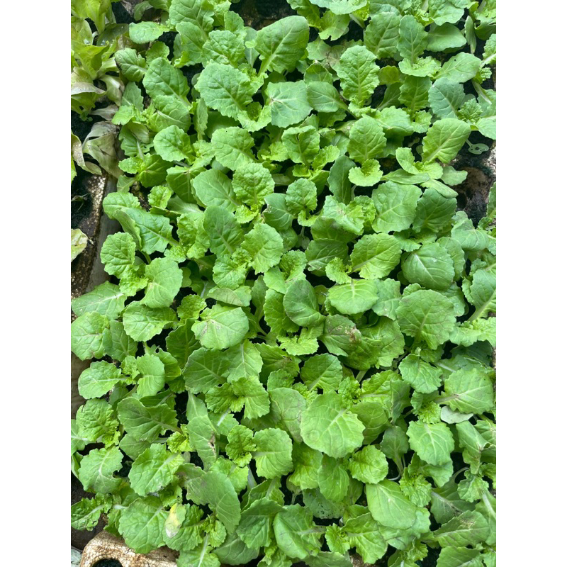 Combo 10rau giống bẹ dún