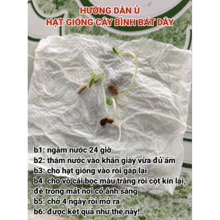 Hạt giống cây bình bát dây