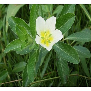 1Kg Rau Dừa Nước Tươi ogranic