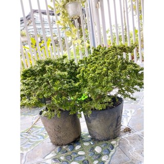 Cây Linh Sam Hạt Gạo-( sam ship xa sẽ bj rụng lá hết hạn chể ship miền Trung.không ship miền Bắc) tặng kèm phân bón