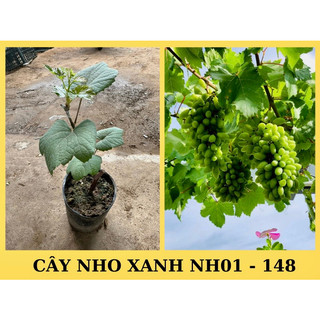 Cây nho Xanh Ninh Thuận NH01_148, rất dễ trồng, 10 người trồng 11 giàn ra trái