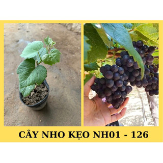 Cây Giống Nho Kẹo ( Giống Mới 2023 ) Giống Ghép Chuẩn dễ trồng