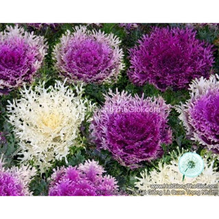 50h hạt giống cải xoăn kale trồng chậu tg144 mix