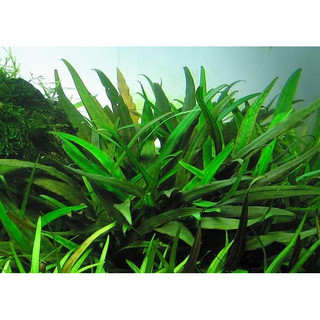 Cryptocoryne x willisii - Tiêu Thảo Xanh - Cây Thuỷ Sinh