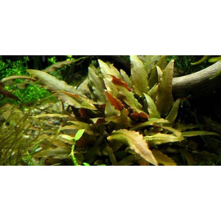 Cryptocoryne beckettii ‘petchii’ - Tiêu Thảo Nâu - Cây Thuỷ Sinh