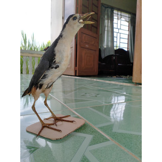 MỒI GIẢ CHIM QUỐC CHIM BÌM BỊP ( ĐẸP-BỀN )