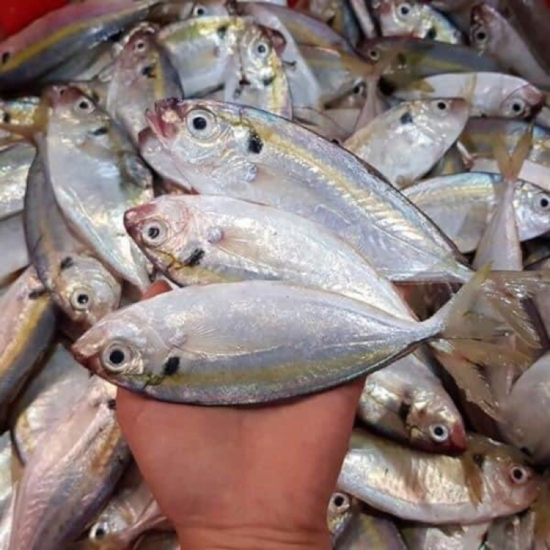 CÁ CHỈ VÀNG 500GR