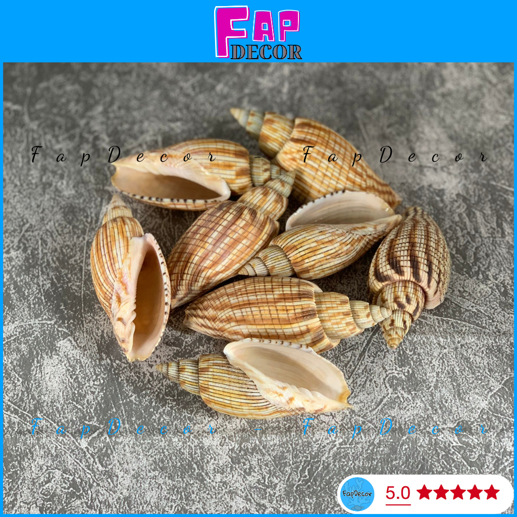 VỎ ỐC BẶP DÁNG ĐẸP TRANG TRÍ THỦY SINH LÀM ĐỒ HAMDMADE, QUÀ LƯU NIỆM - FAPDECOR