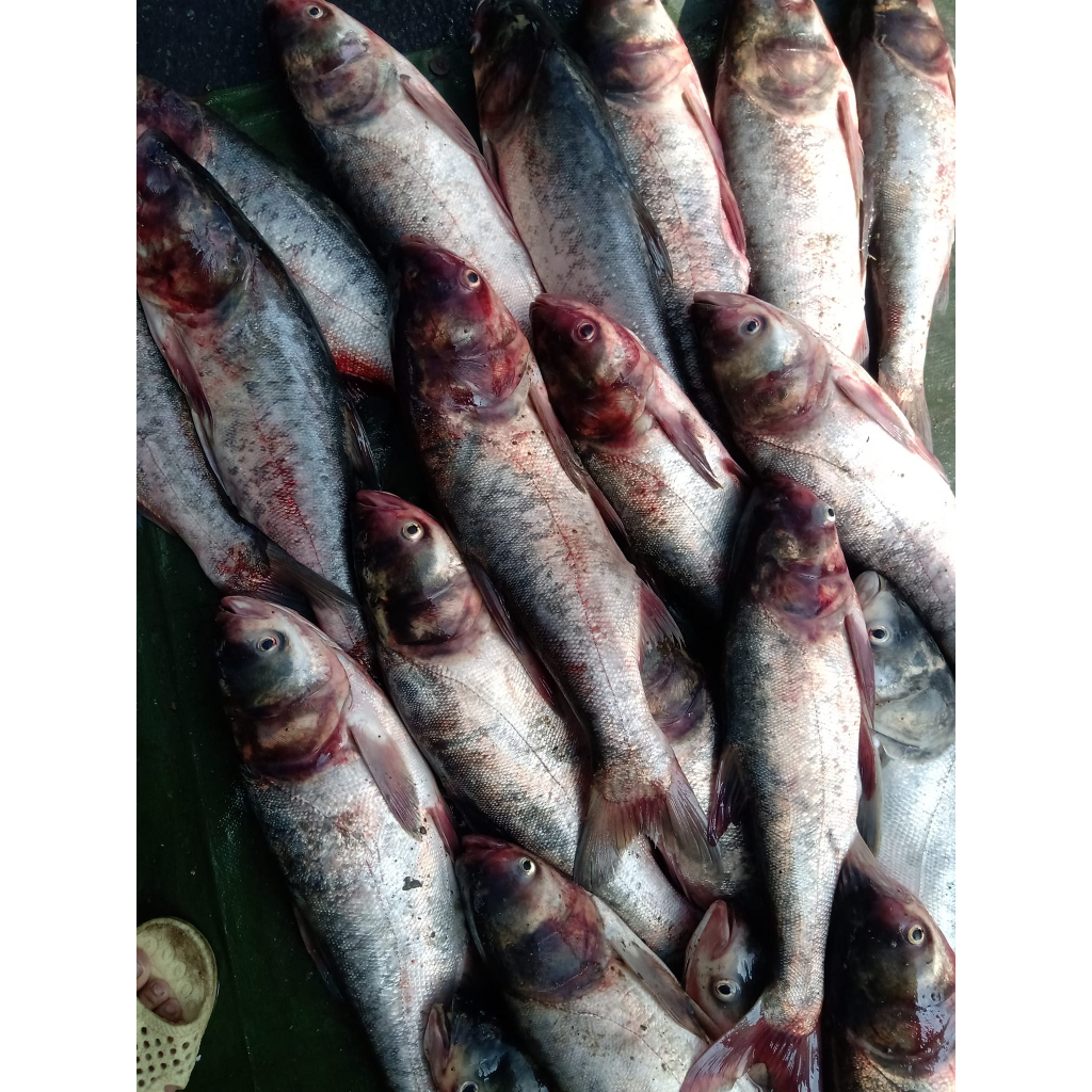 Mồi câu cá Mè - Mè Vàng - Gói 200g - KhoaHuyen Fishing
