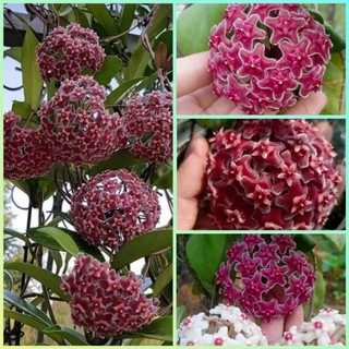 Hoa Lan Cẩm cù nhiều màu (hơn 30 màu khác loại không chọn màu)