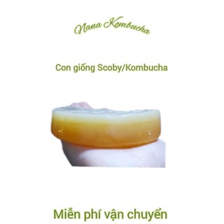 Combo 2 Con Giống Scoby /Kombucha Kèm Nước Mồi Làm Trà Kombucha Có Tờ Hướng Dẫn Chi Tiết ( Bảo Hành Nuôi Thành Công)