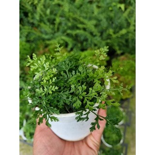 Cây dương xỉ mini - trang trí tiểu cảnh, terrarium