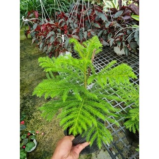 Cây tùng bách tán - Cây cảnh để bàn