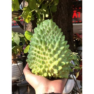 cây Na sầu riêng và  Na Dứa