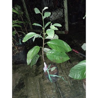 cây Na sầu riêng và  Na Dứa