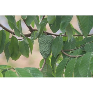 cây Na sầu riêng và  Na Dứa