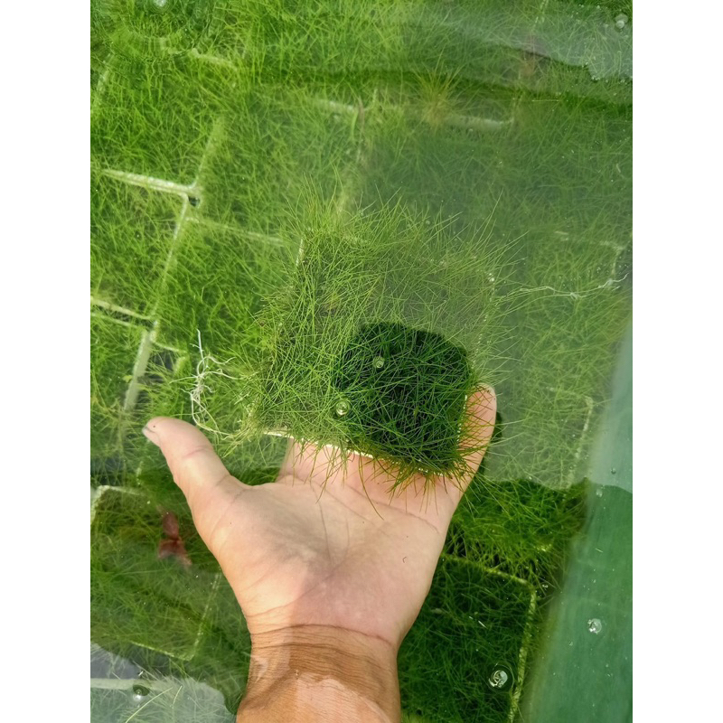 NGƯU MAO CHIÊN THỦY SINH-40K/ 1 TẤT