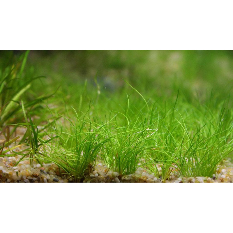 NGƯU MAO CHIÊN THỦY SINH-40K/ 1 TẤT
