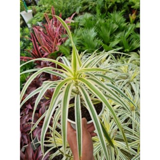 Cây trúc bạch kim