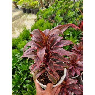 Cây phát tài đỏ - Cây cảnh để bàn