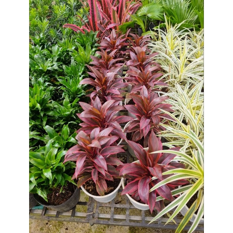 Cây phát tài đỏ - Cây cảnh để bàn