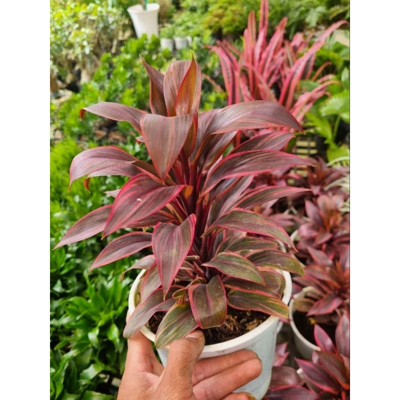 Cây phát tài đỏ - Cây cảnh để bàn