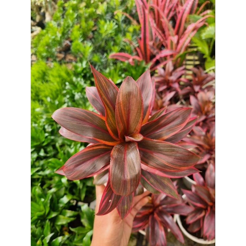 Cây phát tài đỏ - Cây cảnh để bàn