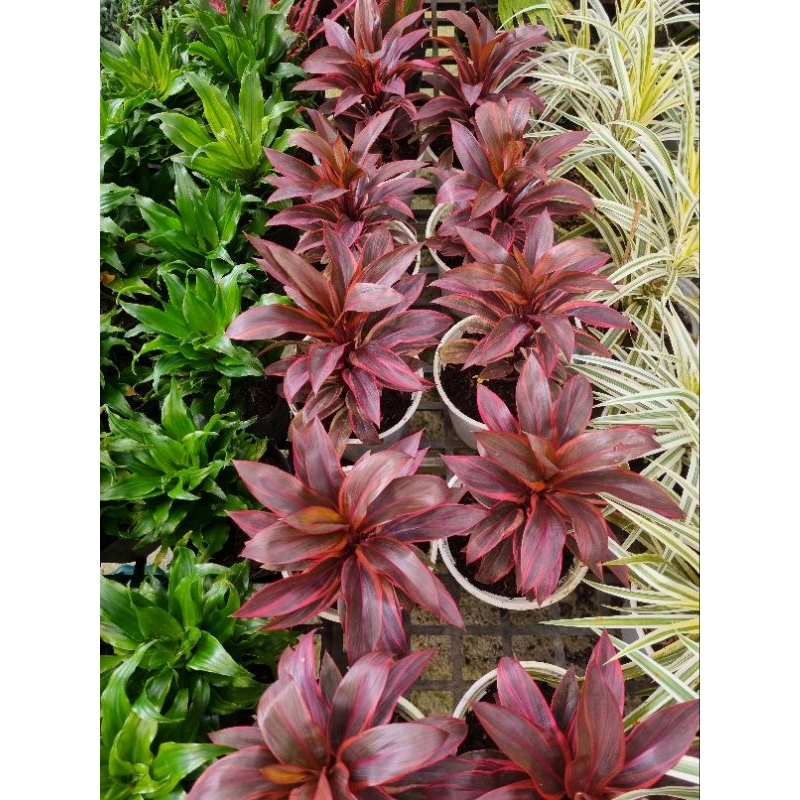 Cây phát tài đỏ - Cây cảnh để bàn