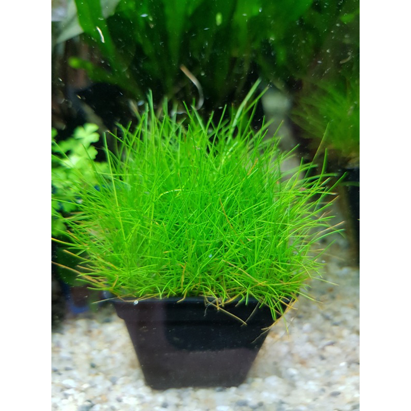NGƯU MAO CHIÊN THỦY SINH-40K/ 1 TẤT