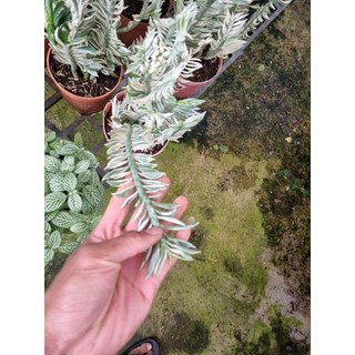 Cây hồng tước var - cây chân rết