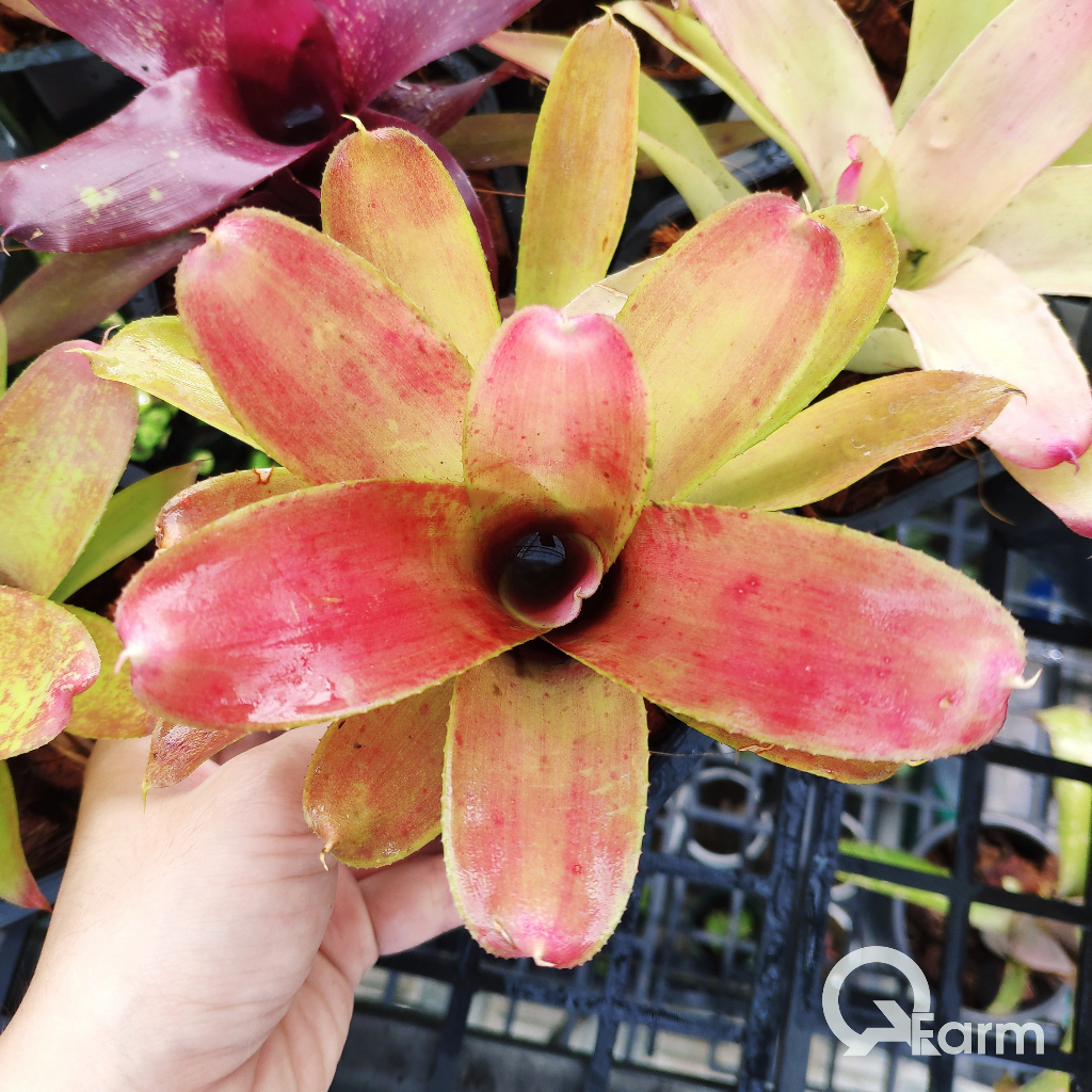 Neorgelia mini mix màu đồng giá 69k