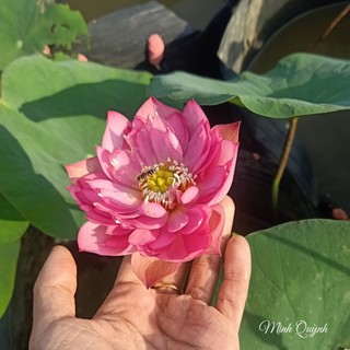 Củ sen mini Pink Butterfly