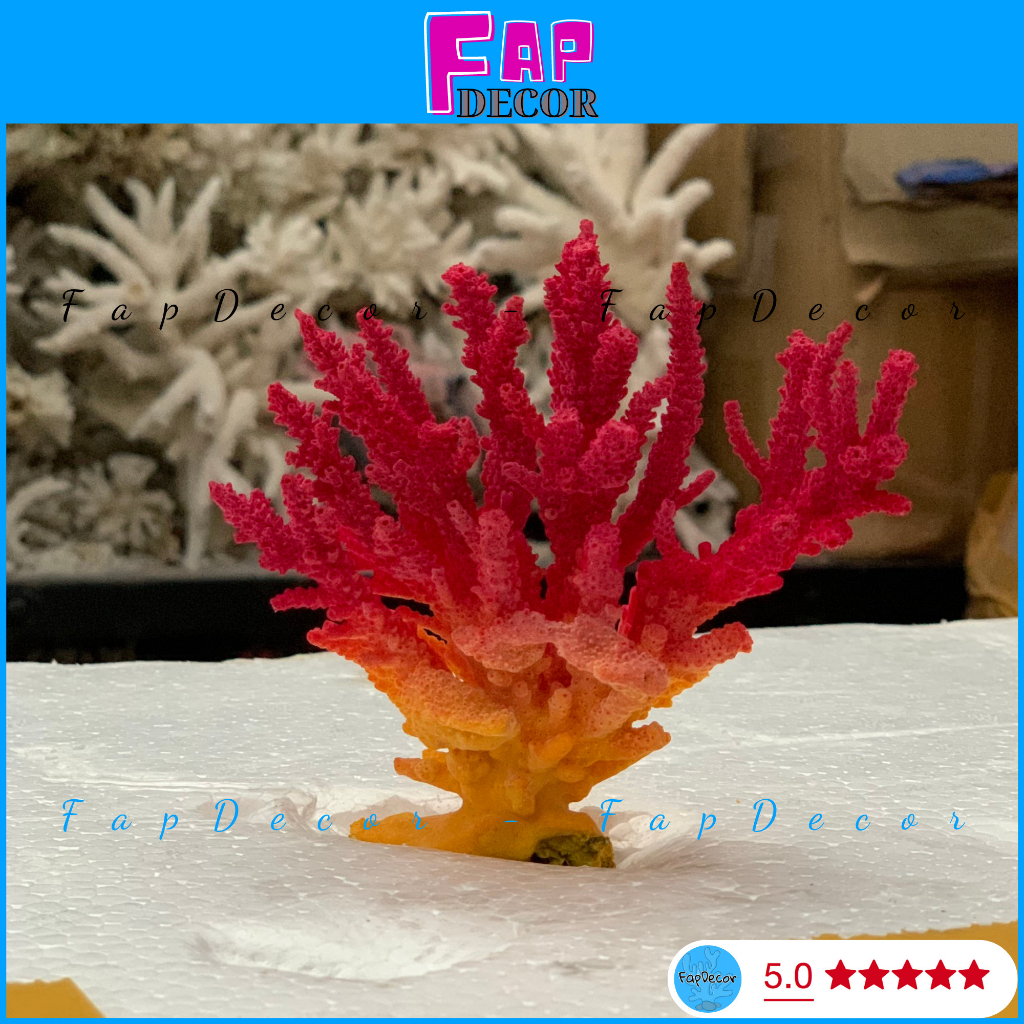 SAN HÔ BÔNG RẠN BIỂN PHỐI 2 MÀU ĐỘC LẠ TRANG TRÍ THỦY SINH, LÀM ĐỒ HAMDMADE, TRANG TRÍ NHÀ - FAPDECOR